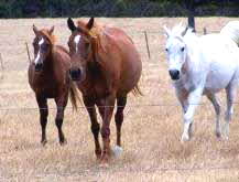 Sweet Honesty Czar & Arab mares in foal